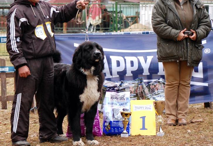 Photo Ciobanesc Romanesc Corb