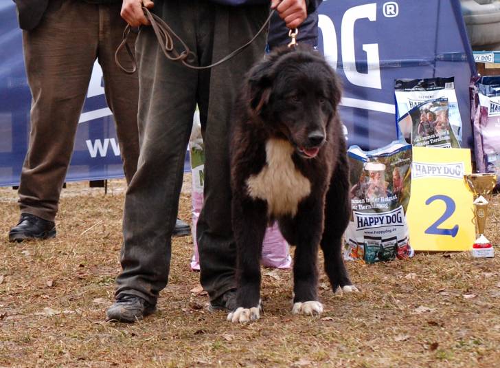 Photo Ciobanesc Romanesc Corb