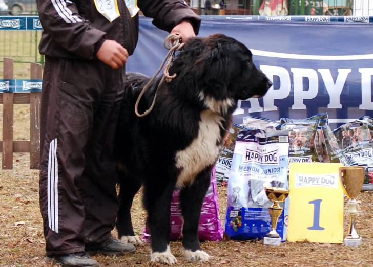 Photo Ciobanesc Romanesc Corb