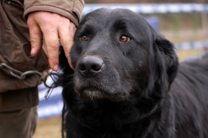 Photo Ciobanesc Romanesc Corb