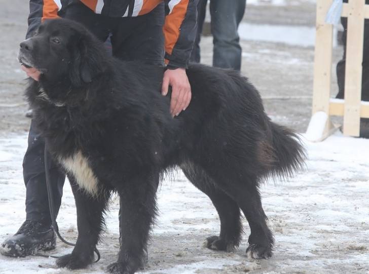 Photo Ciobanesc Romanesc Corb