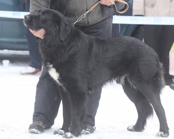 Photo Ciobanesc Romanesc Corb