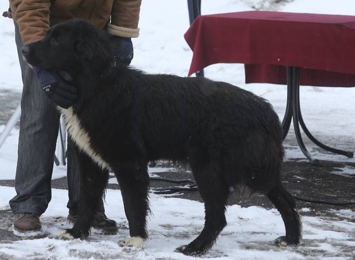 Photo Ciobanesc Romanesc Corb