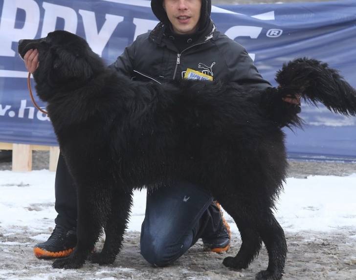 Photo Ciobanesc Romanesc Corb