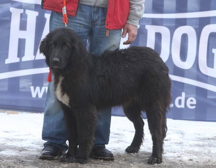 Photo Ciobanesc Romanesc Corb