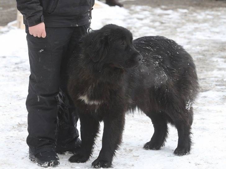 Photo Ciobanesc Romanesc Corb