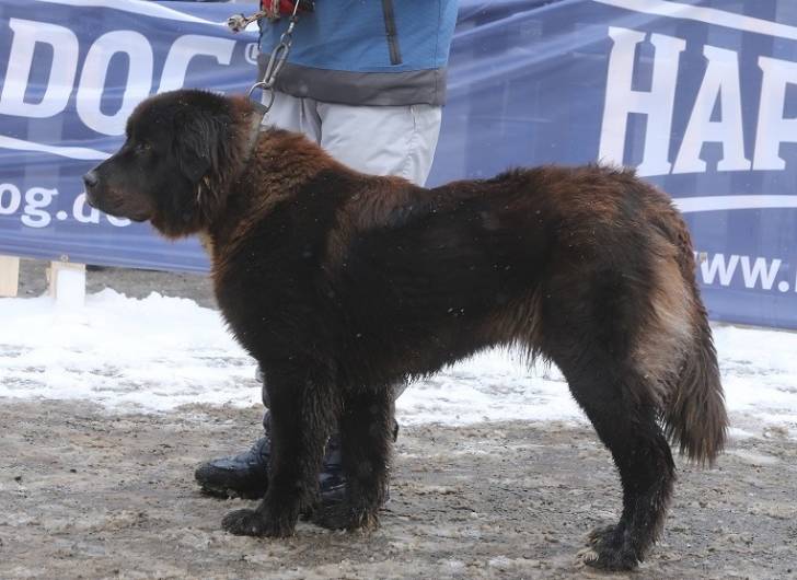 Photo Ciobanesc Romanesc Corb