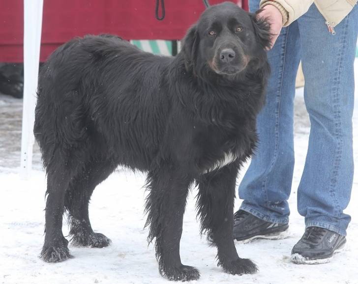 Photo Ciobanesc Romanesc Corb