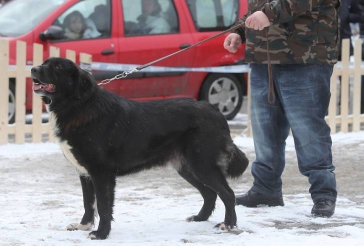 Photo Ciobanesc Romanesc Corb