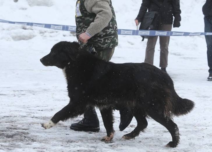 Photo Ciobanesc Romanesc Corb