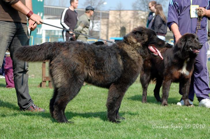 Photo Ciobanesc Romanesc Corb