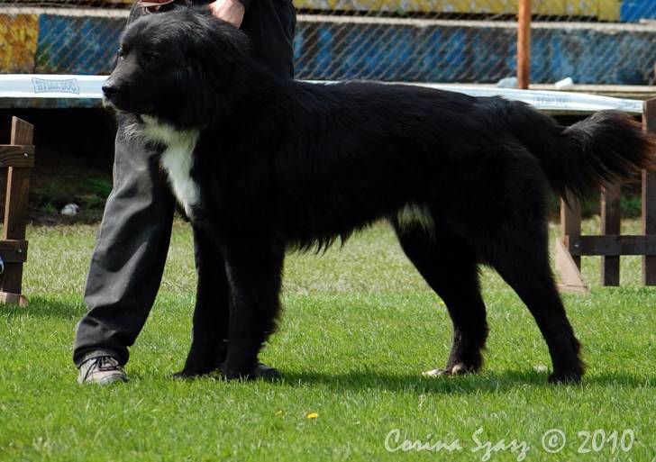 Photo Ciobanesc Romanesc Corb