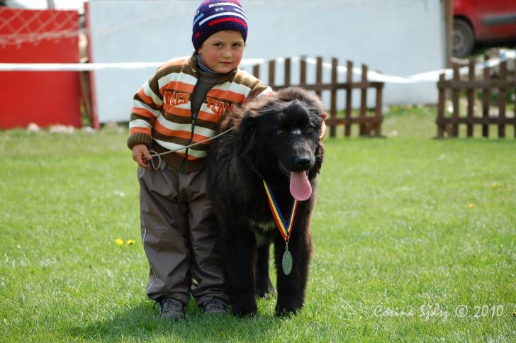 Photo Ciobanesc Romanesc Corb