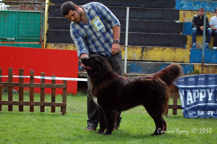 Photo Ciobanesc Romanesc Corb