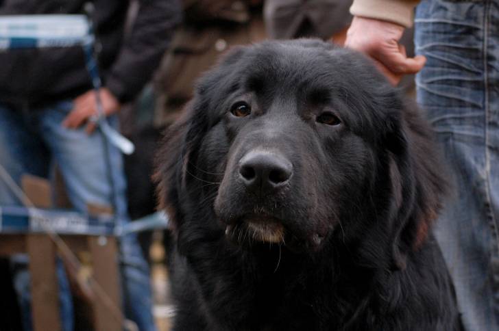 Photo Ciobanesc Romanesc Corb