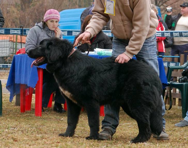 Photo Ciobanesc Romanesc Corb