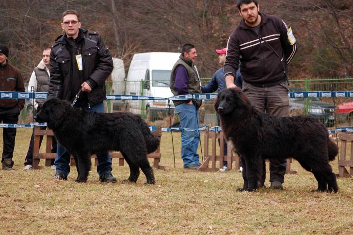 Photo Ciobanesc Romanesc Corb