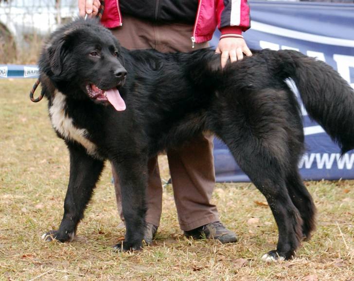 Photo Ciobanesc Romanesc Corb