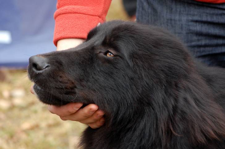 Photo Ciobanesc Romanesc Corb