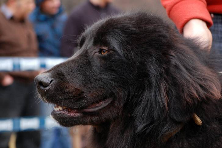 Photo Ciobanesc Romanesc Corb