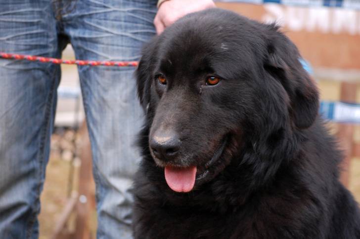 Photo Ciobanesc Romanesc Corb