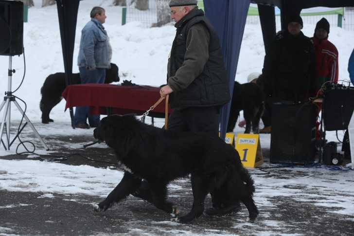 Photo Ciobanesc Romanesc Corb