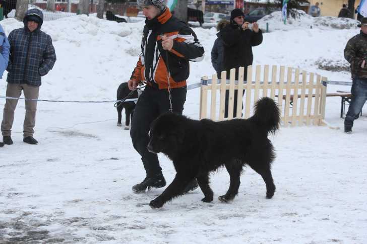 Photo Ciobanesc Romanesc Corb