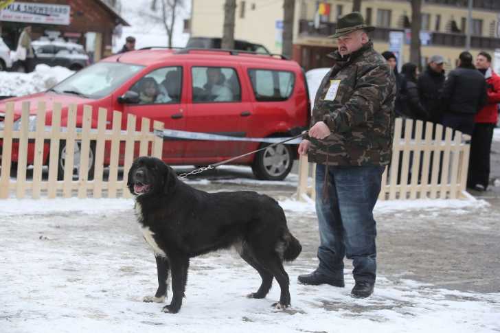 Photo Ciobanesc Romanesc Corb