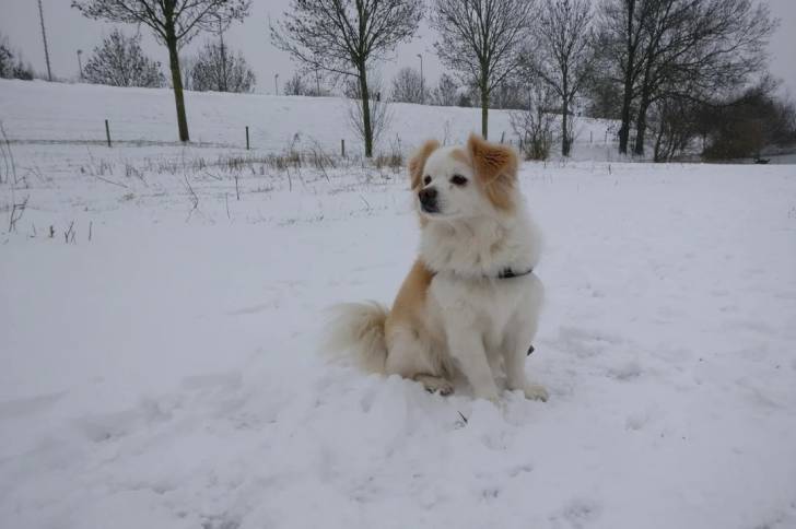 Un Kokoni assis sur une surface enneigée et portant un collier autour du cou