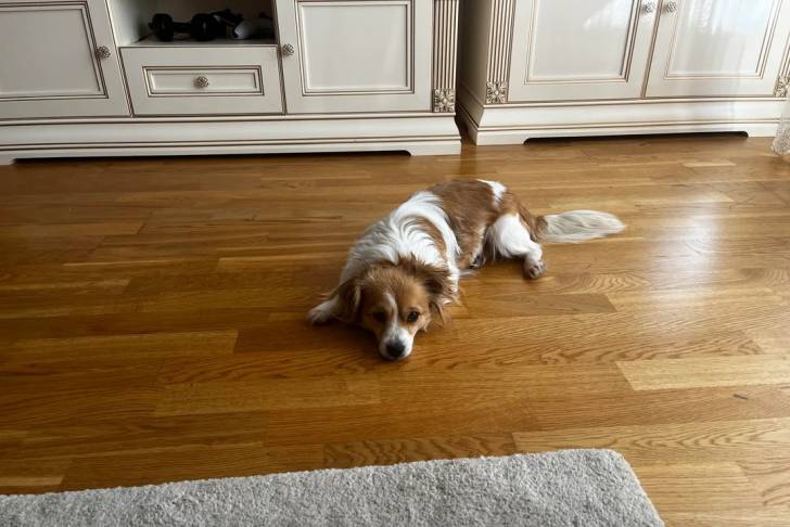 Un Kokoni allongé sur un plancher et regardant vers la caméra 