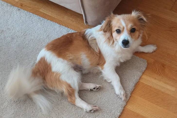 Un Kokoni allongé sur une moquette et regardant vers la caméra 