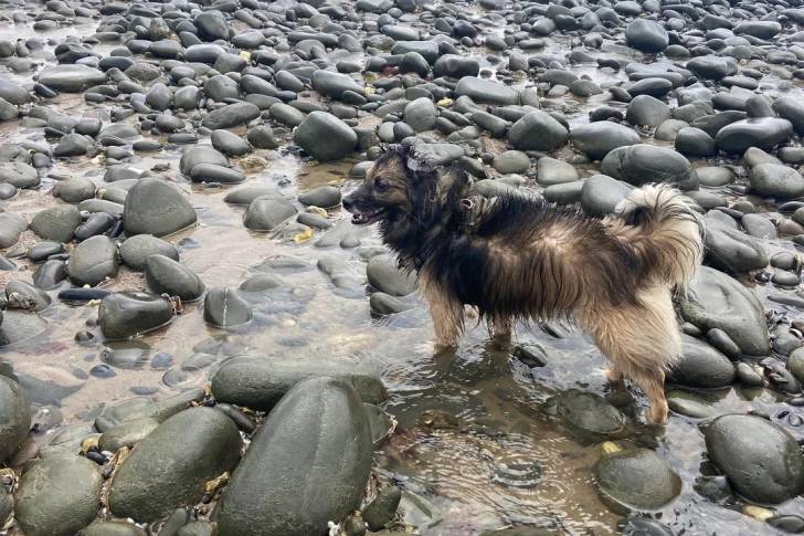 Un Kokoni dans l'eau et portant un collier autour du cou