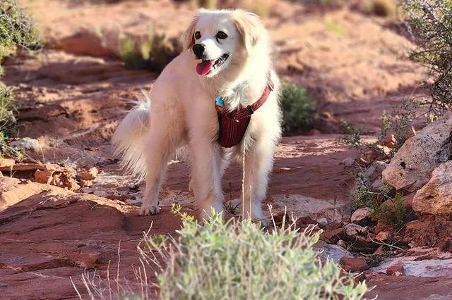 Un Kokoni tirant la langue et portant un harnais 