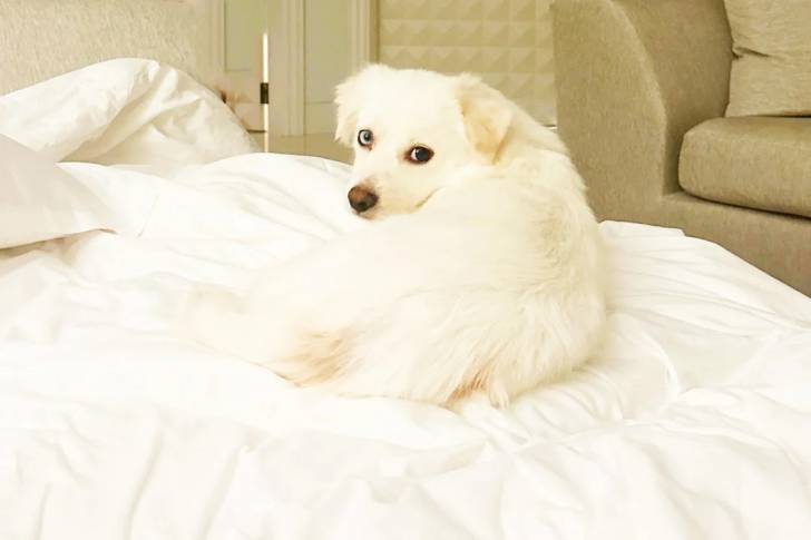 Un Kokoni allongé sur un lit