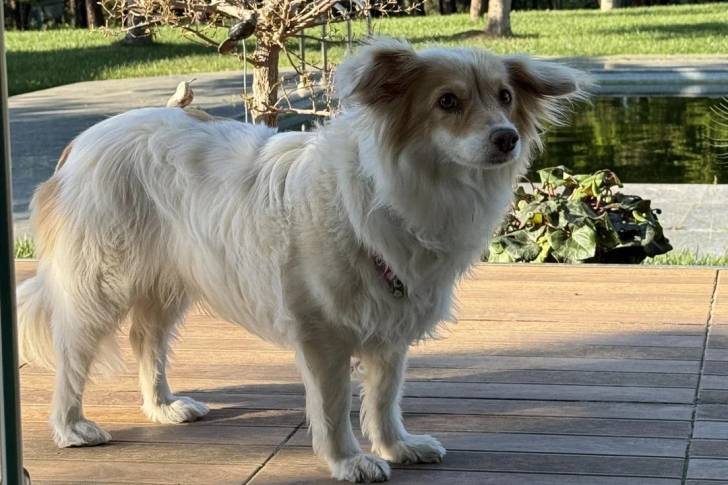 Un Kokoni sur une terrasse en bois 
