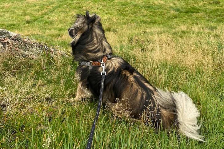 Un Kokoni assis sur un terrain herbeux et qui est tenu en laisse 