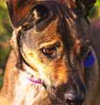 Photo Berger d'Anatolie