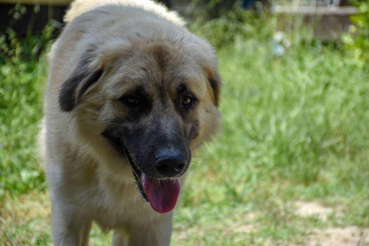 Photo Berger d'Anatolie