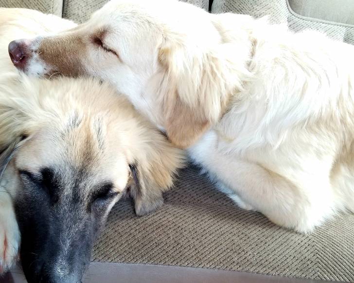 Photo Berger d'Anatolie