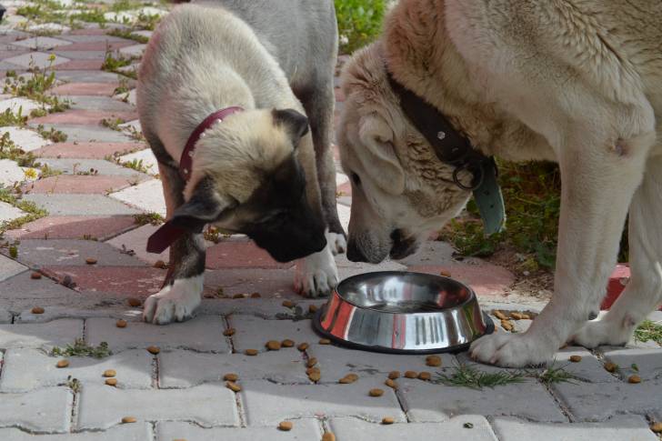 Photo Berger d'Anatolie