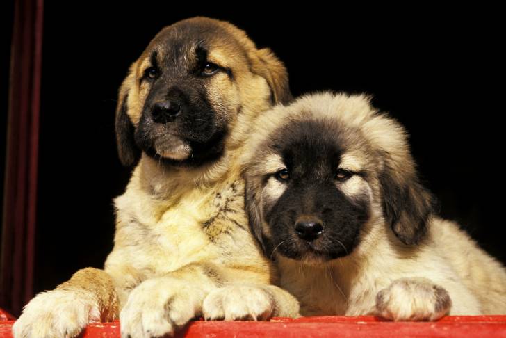 Photo Berger d'Anatolie