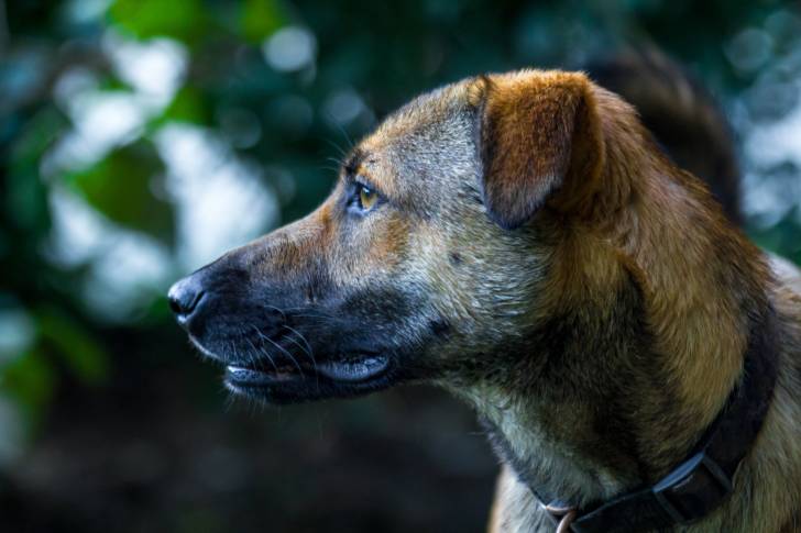 Photo Berger d'Anatolie