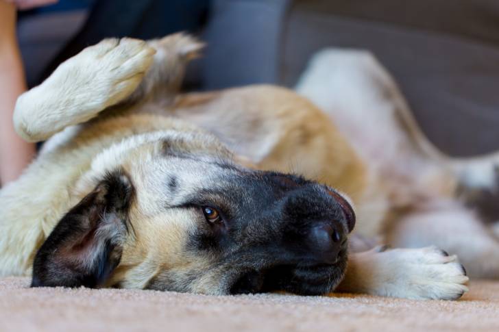 Photo Berger d'Anatolie