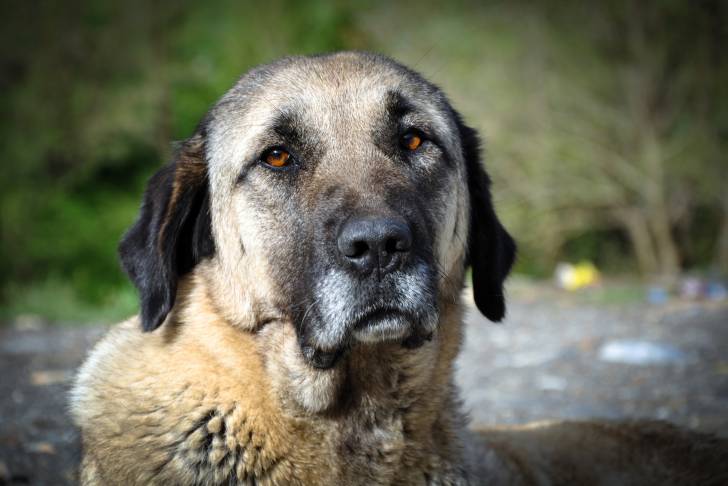 Photo Berger d'Anatolie