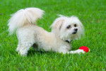 Photo Maltipoo