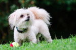 Photo Maltipoo