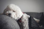 Photo Maltipoo