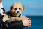 Photo Maltipoo