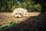Photo Maltipoo