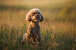 Photo Maltipoo